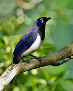 Black-chested Jay