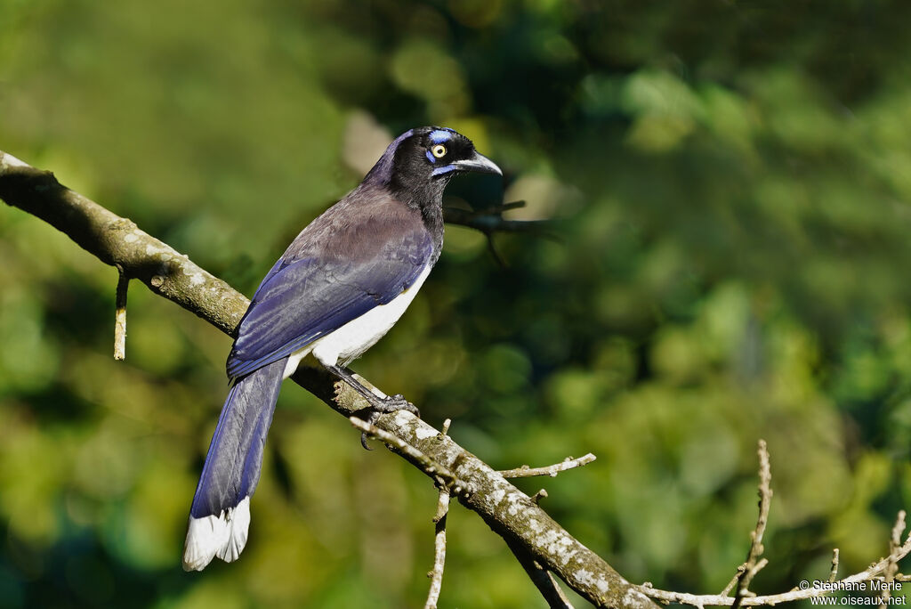 Black-chested Jayadult