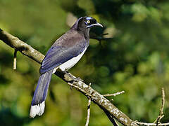 Black-chested Jay