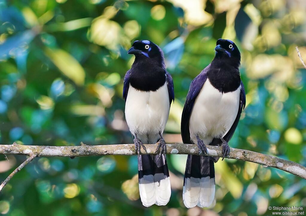 Black-chested Jay