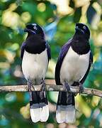 Black-chested Jay