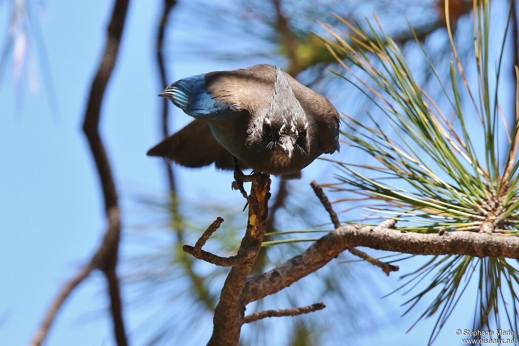 Steller's Jay