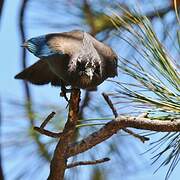 Steller's Jay