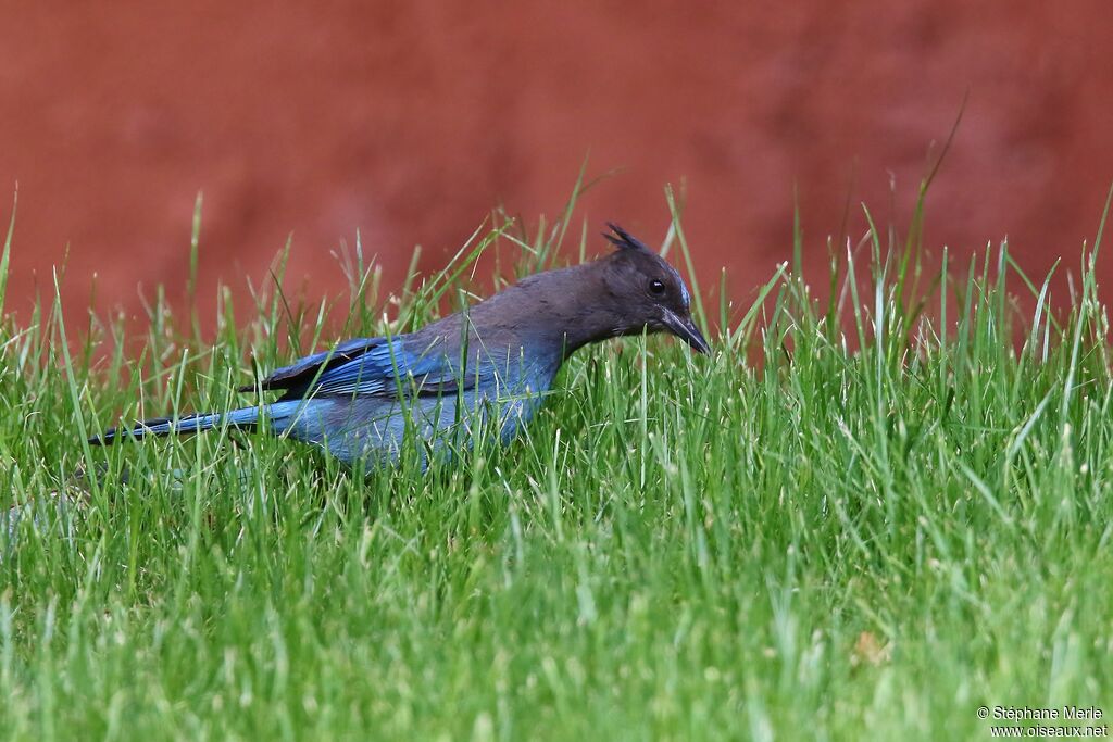 Steller's Jay