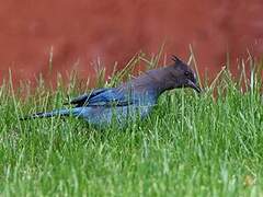 Steller's Jay