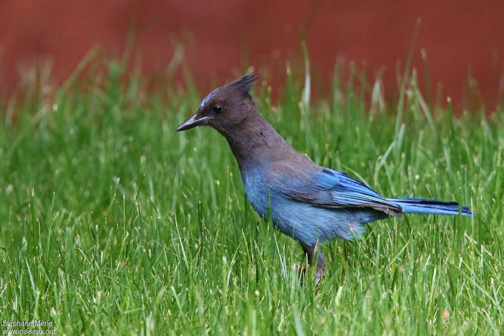 Steller's Jayadult, pigmentation, fishing/hunting