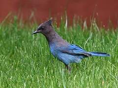 Steller's Jay