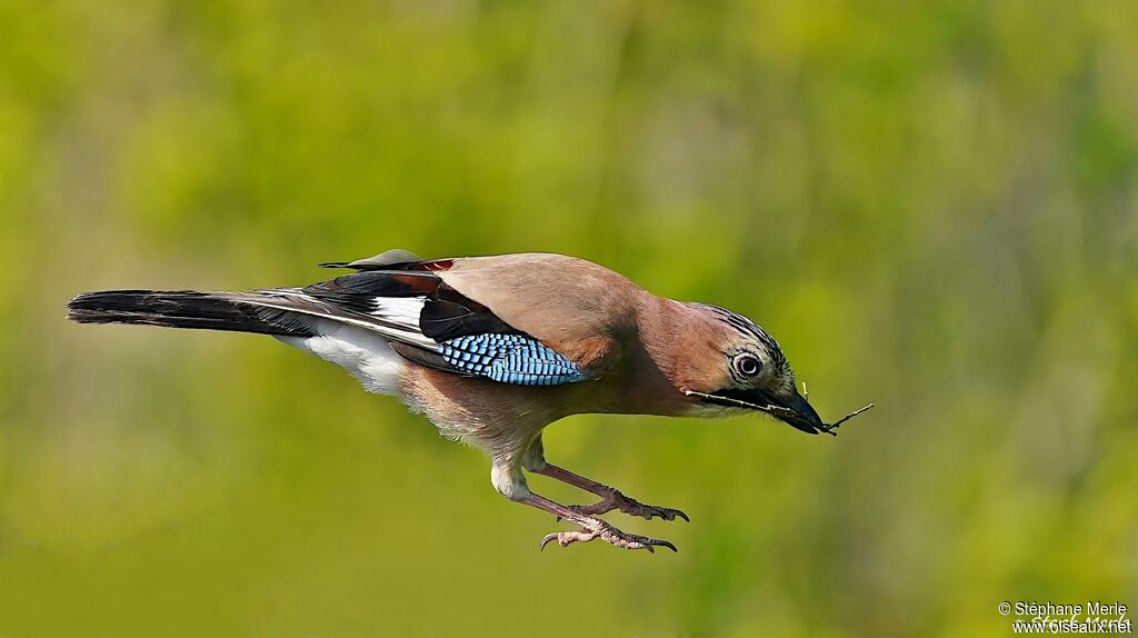 Eurasian Jay, Reproduction-nesting