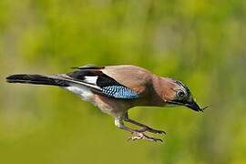 Eurasian Jay