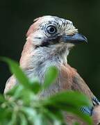 Eurasian Jay