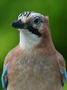 Eurasian Jay