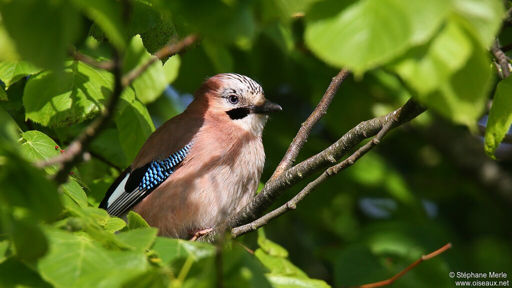 Eurasian Jay