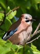 Eurasian Jay