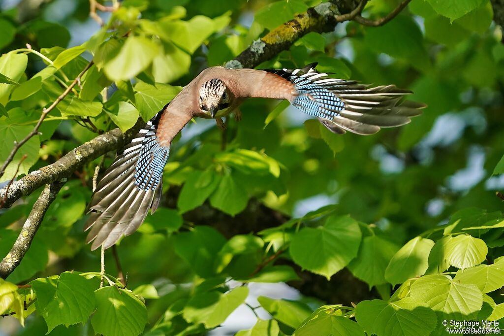 Eurasian Jay, Reproduction-nesting