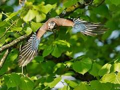 Eurasian Jay