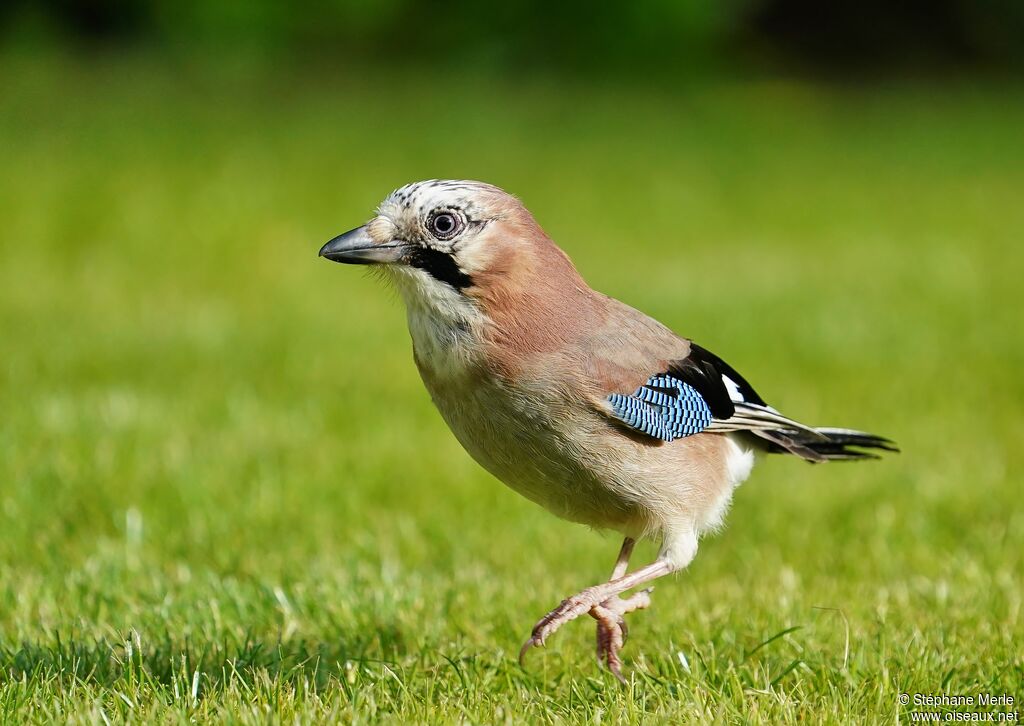 Eurasian Jay