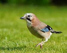 Eurasian Jay