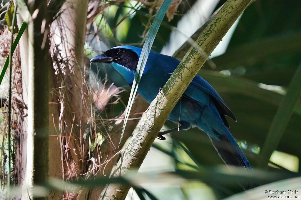 Turquoise Jayadult