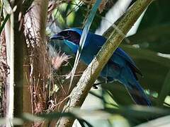 Turquoise Jay