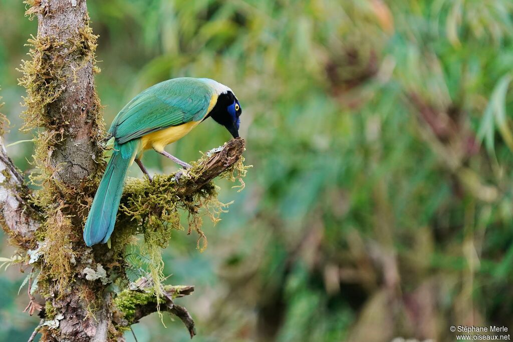 Inca Jay