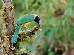 Inca Jay