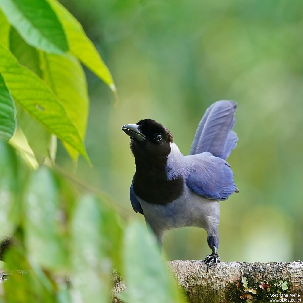 Violaceous Jayadult