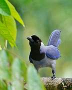 Violaceous Jay