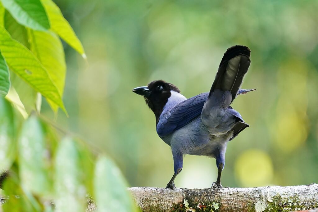 Violaceous Jayadult