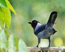 Violaceous Jay