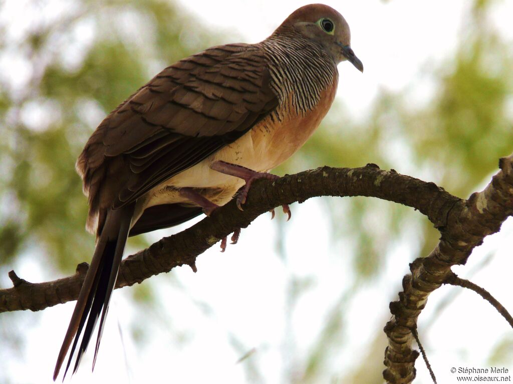 Zebra Dove