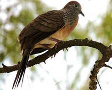 Zebra Dove