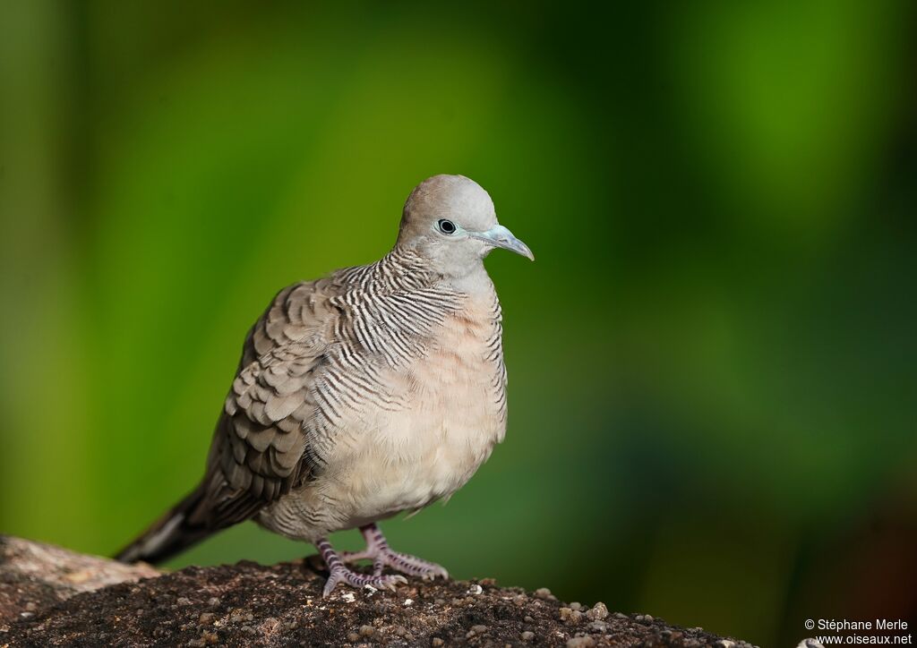 Zebra Doveadult