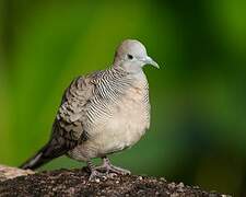 Zebra Dove