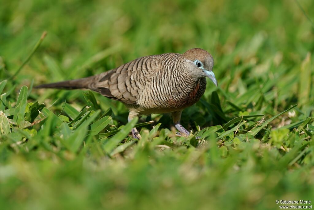 Zebra Doveadult