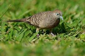 Zebra Dove