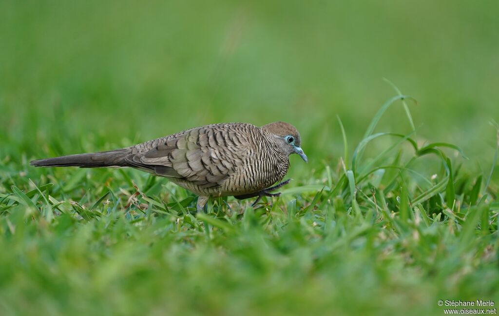 Zebra Dove