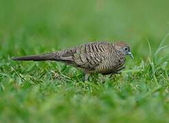 Zebra Dove