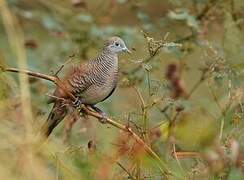 Zebra Dove