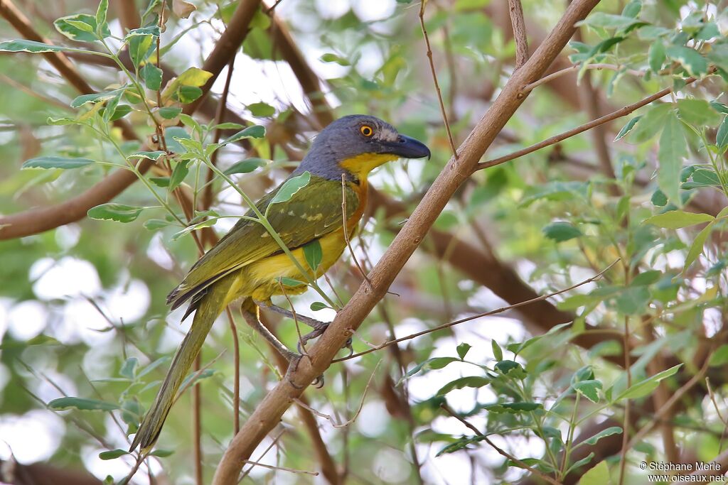 Grey-headed Bushshrikeadult