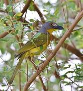 Grey-headed Bushshrike