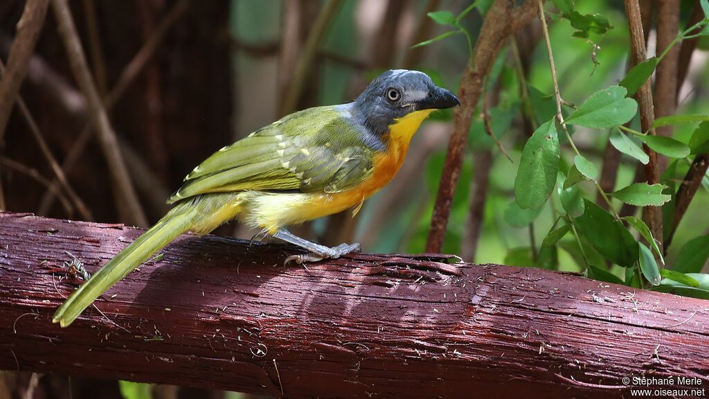 Grey-headed Bushshrikeadult