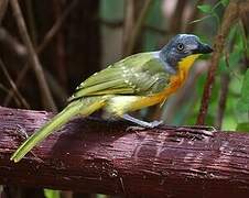 Grey-headed Bushshrike