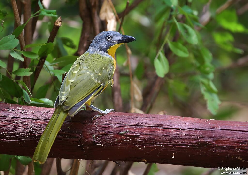 Grey-headed Bushshrikeadult