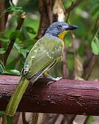 Grey-headed Bushshrike