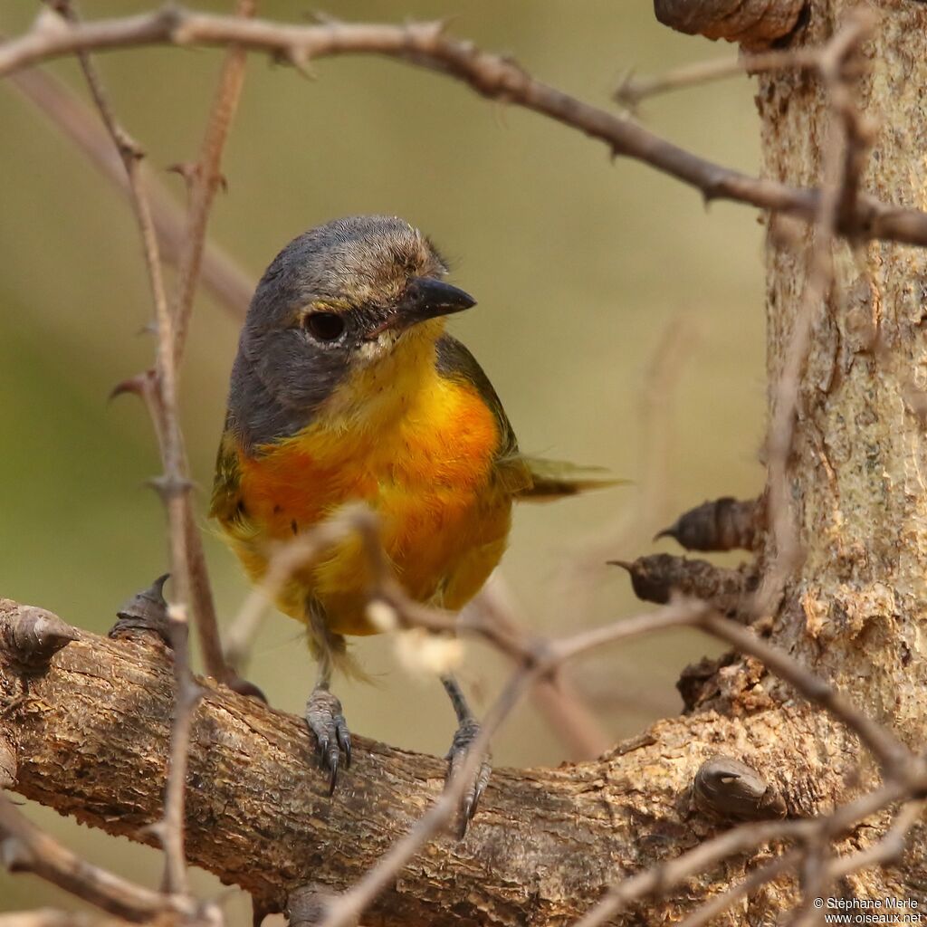 Orange-breasted Bushshrike