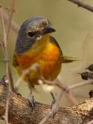 Orange-breasted Bushshrike