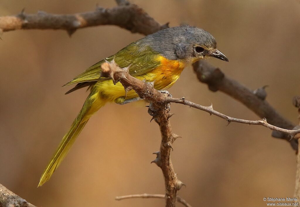 Orange-breasted Bushshrike