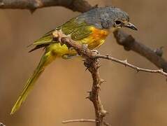 Orange-breasted Bushshrike