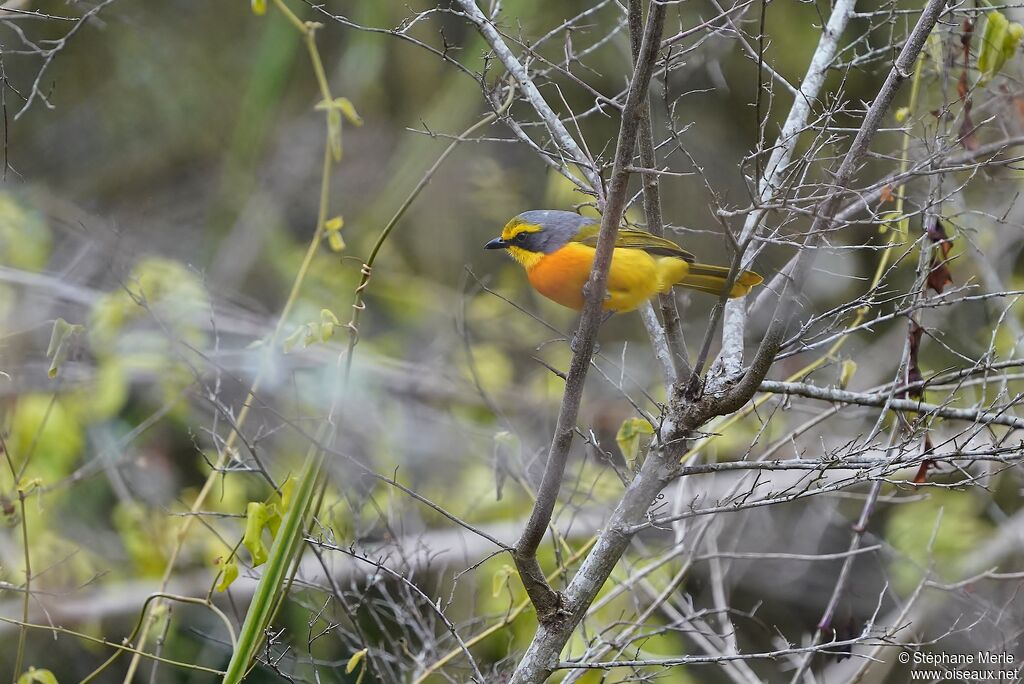 Orange-breasted Bushshrikeadult