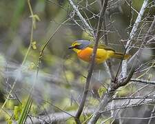 Orange-breasted Bushshrike